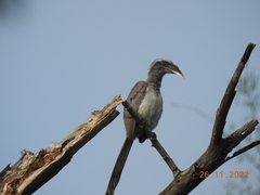 Ocyceros birostris