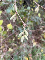 Corylus avellana