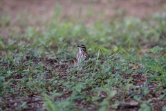 Cercotrichas leucophrys