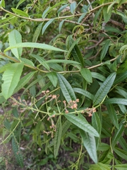 Aloysia citrodora