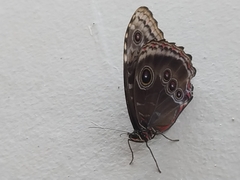 Morpho helenor montezuma