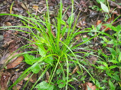 Carex brunnea