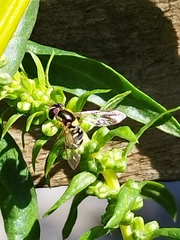 Allograpta hortensis