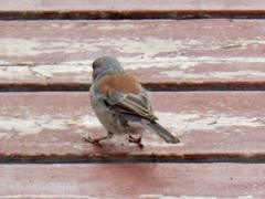 Junco hyemalis dorsalis