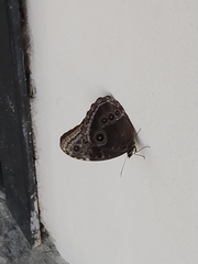 Morpho helenor montezuma