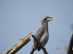 Ocyceros birostris
