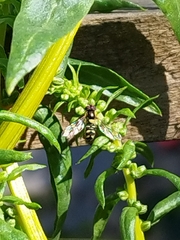 Allograpta hortensis