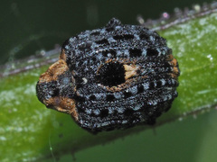 Cionus tuberculosus