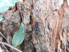 Compsomera elegantissima