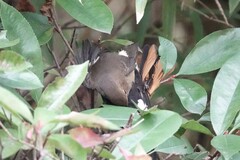 Phoenicurus auroreus