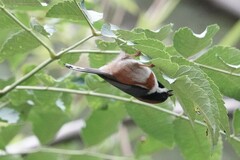 Aegithalos concinnus