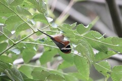 Aegithalos concinnus