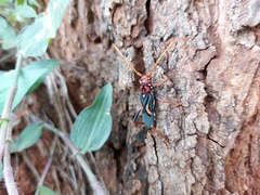 Compsomera elegantissima