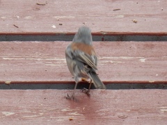 Junco hyemalis dorsalis