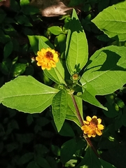 Melampodium divaricatum