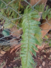 Nephrolepis exaltata