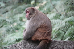 Macaca mulatta