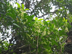 Melicope semecarpifolia