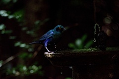 Lamprotornis chalybaeus