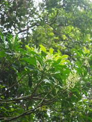 Melicope semecarpifolia