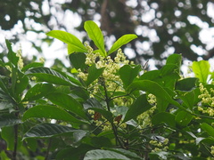 Melicope semecarpifolia