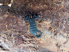 Opisthacanthus