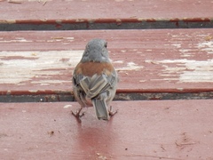 Junco hyemalis dorsalis