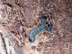 Opisthacanthus