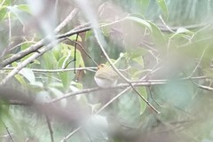 Abroscopus albogularis