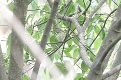 Phylloscopus