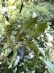 Peddiea africana