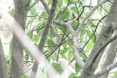 Phylloscopus