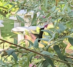 Orthorhyncus cristatus