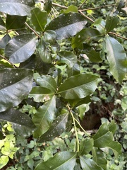 Peddiea africana