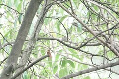 Phylloscopus