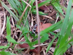 Chlorophorus krantzi krantzi