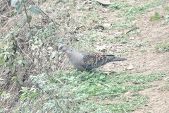 Streptopelia orientalis