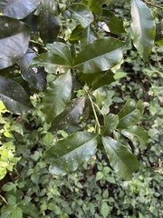 Peddiea africana