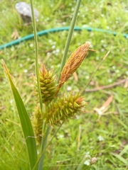 Carex pallescens
