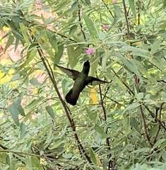 Orthorhyncus cristatus