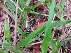 Chlorophorus krantzi krantzi