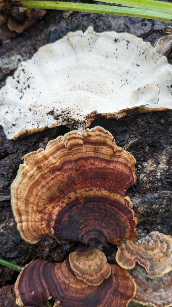 Microporus affinis · November 2022 · photo: © atsushi_nakajima_cirque (iNaturalist, cc-by)