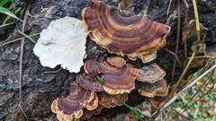 Microporus affinis