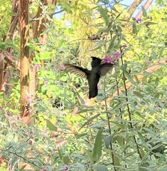 Orthorhyncus cristatus