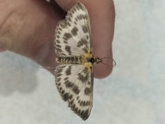 Anania hortulata