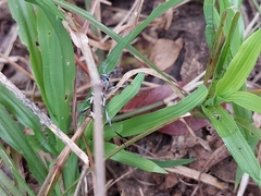 Chlorophorus krantzi krantzi