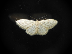 Idaea cervantaria