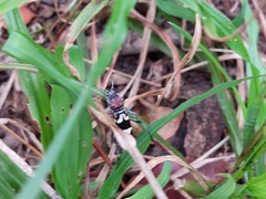 Chlorophorus krantzi krantzi