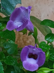Torenia
