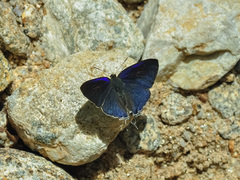 Hypolycaena erylus